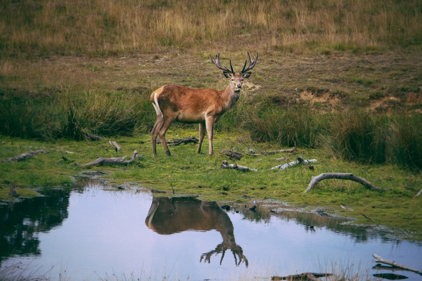 The magnificent Deer of Richmond Park, London - Deer Photography, nature photography